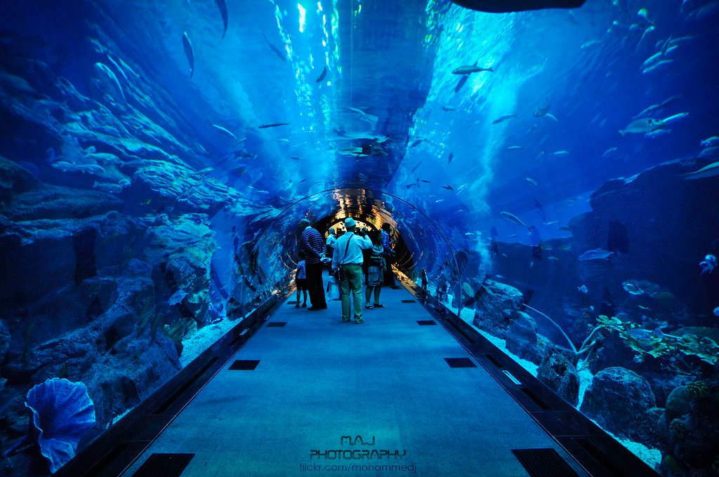 Dubai Aquarium And Underwater Zoo