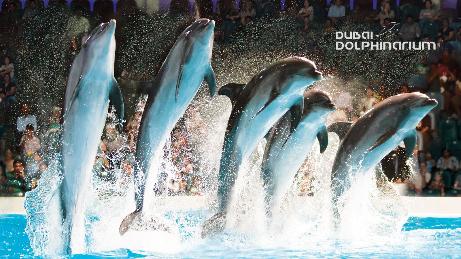 Dubai Dolphinarium General Pass - Closed On Tuesday