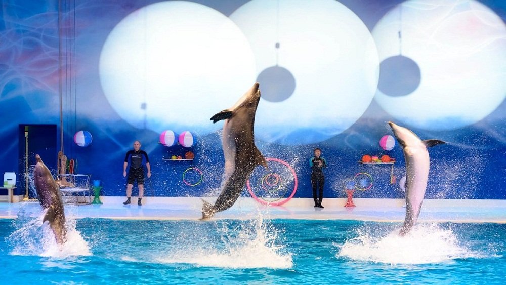 Dubai Dolphinarium Vip Pass - Closed on Tuesday